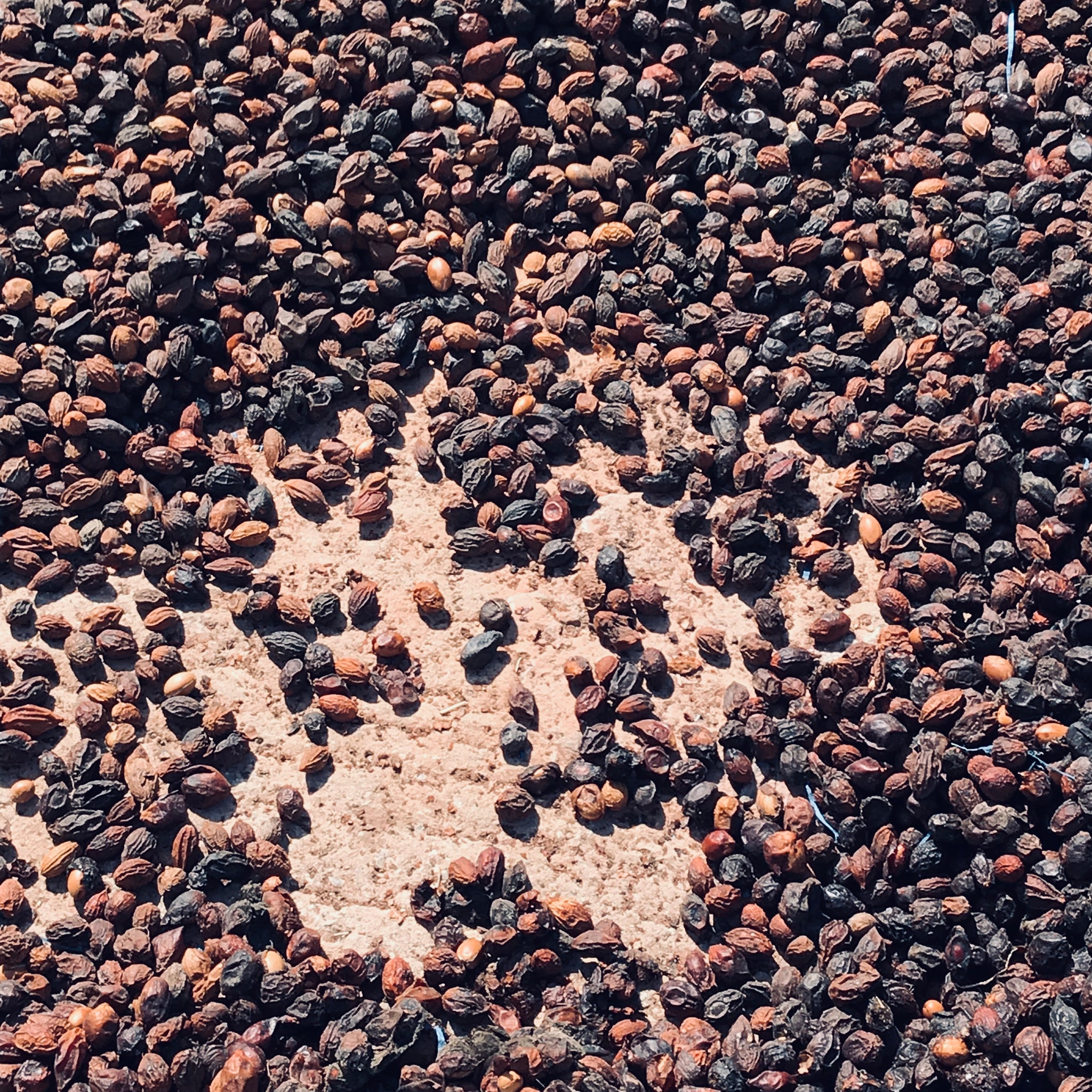 種子オイル カクタスオイル サボテンオイル アルガンオイル